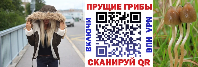 Купить Венёв Псилоцибиновые грибы Psilocybine cubensis